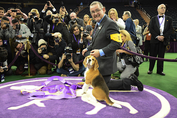 Miss P, wins the 139th Westminster dog show at Madison Square Garden